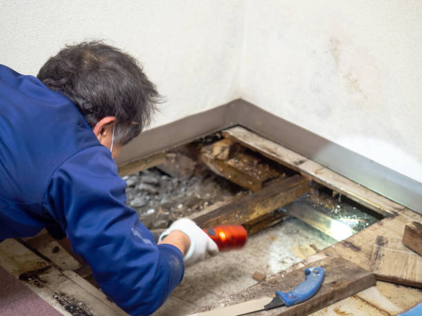 Best Toxic Mold Removal  in Matoaca, VA