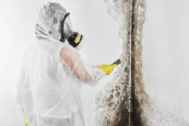 Best Mold Inspection  in Matoaca, VA