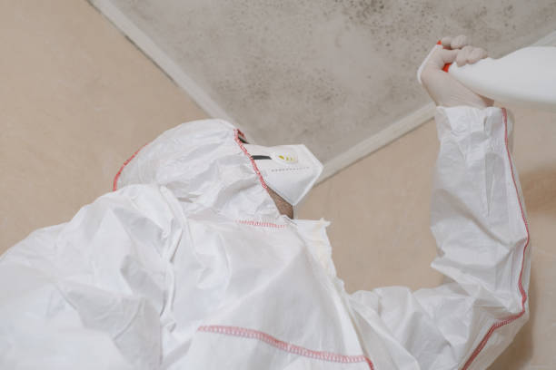 Mold Removal Process in Matoaca, VA